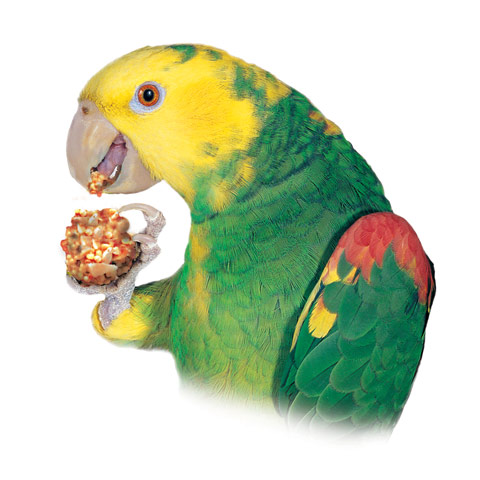 Parrots & Macaws